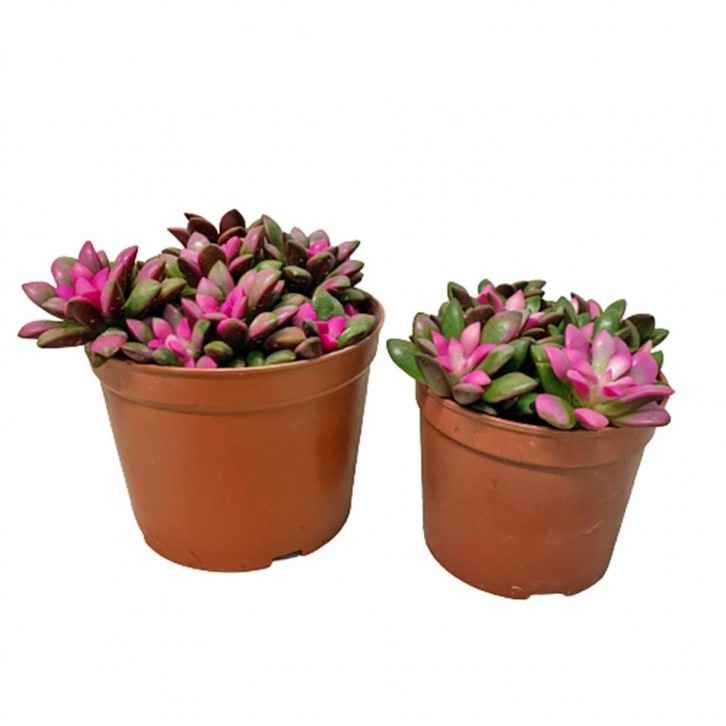 Anacampseros Telephiastrum Sunset