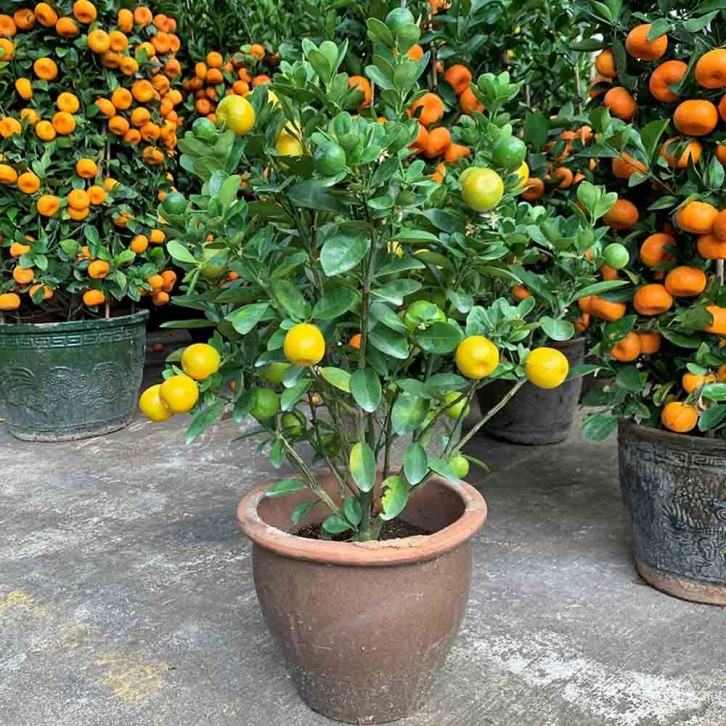 Dragon Heart Citrus Lime 龙胆桔 Citrus Japonica 'Fukushu'