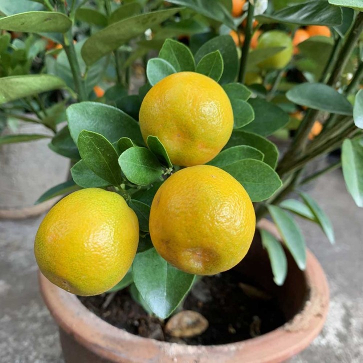 Dragon Heart Citrus Lime 龙胆桔 Citrus Japonica 'Fukushu'