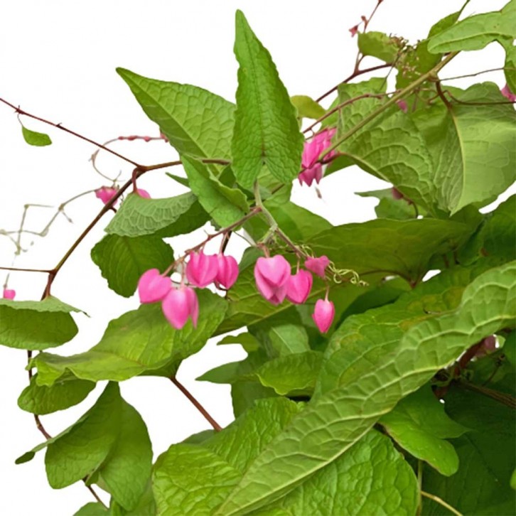 Antigonon Leptopus (Mexican Creeper)