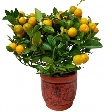 PREMIUM Kumquat (Four Season Lime) 9" pot 四季桔 (2543)