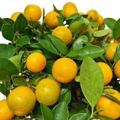 PREMIUM Kumquat (Four Season Lime) 9" pot 四季桔 (2543)