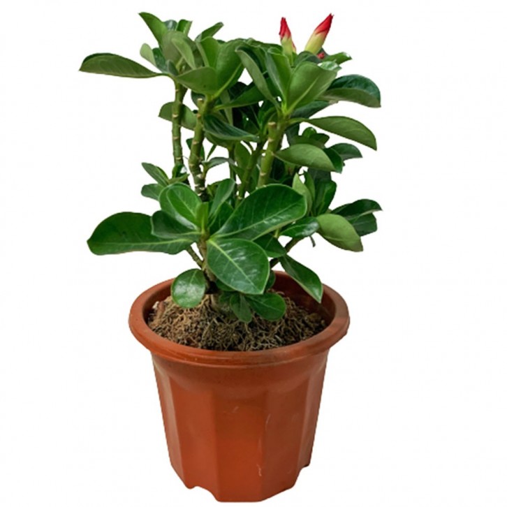 Adenium Obesum 富贵花 (Desert Rose)