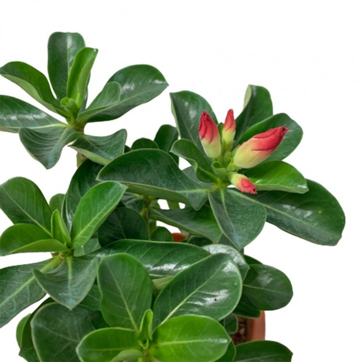 Adenium Obesum 富贵花 (Desert Rose)