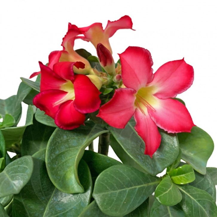 Adenium Obesum 富贵花 (Desert Rose)