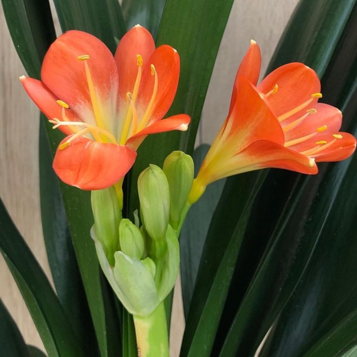 Clivia (Natal Lily)