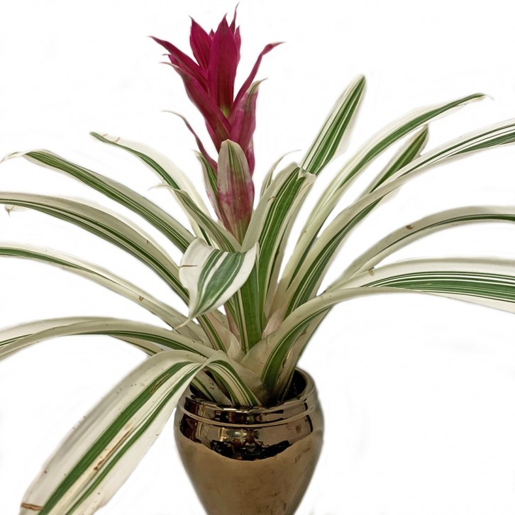 Guzmania Lingulata Variegated