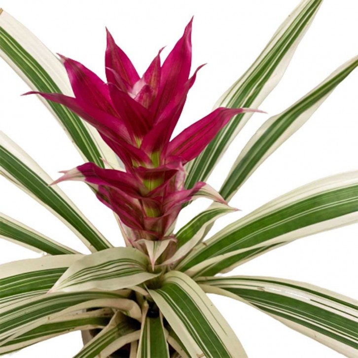 Guzmania Lingulata Variegated