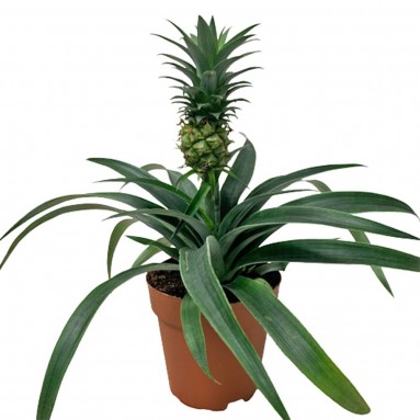 Pineapple Plant (Ananas Comosus)