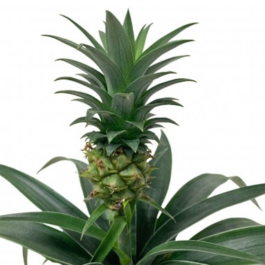 Pineapple Plant (Ananas Comosus)
