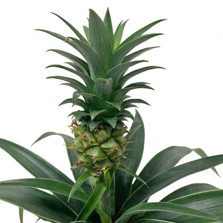 Pineapple Plant (Ananas Comosus)