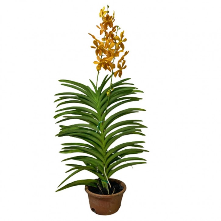 Potted Assorted Mokara Orchid Plant