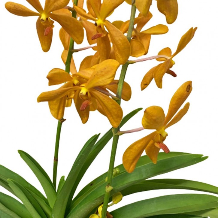 Potted Assorted Mokara Orchid Plant