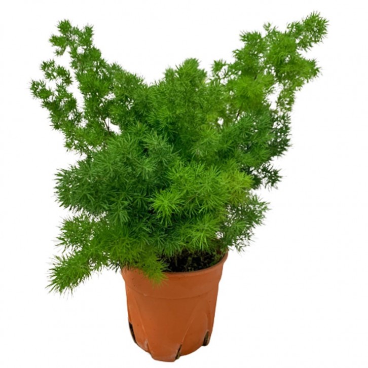 Ming Fern 逢萊松 Asparagus Retrofractus