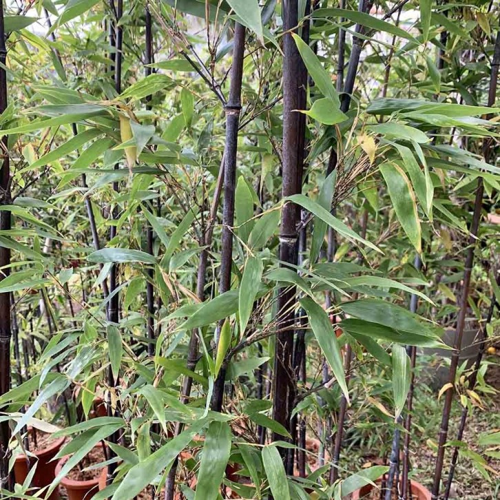 Black Bamboo (Phyllostachys Nigra)