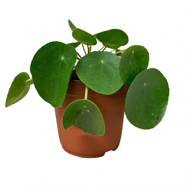Pilea Peperomioides (Chinese Money Plant)