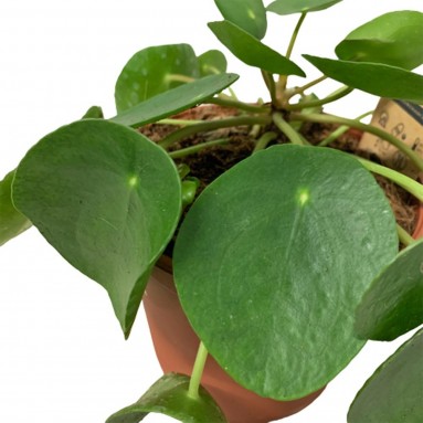 Pilea Peperomioides kokedama (Chinese Money Plant)