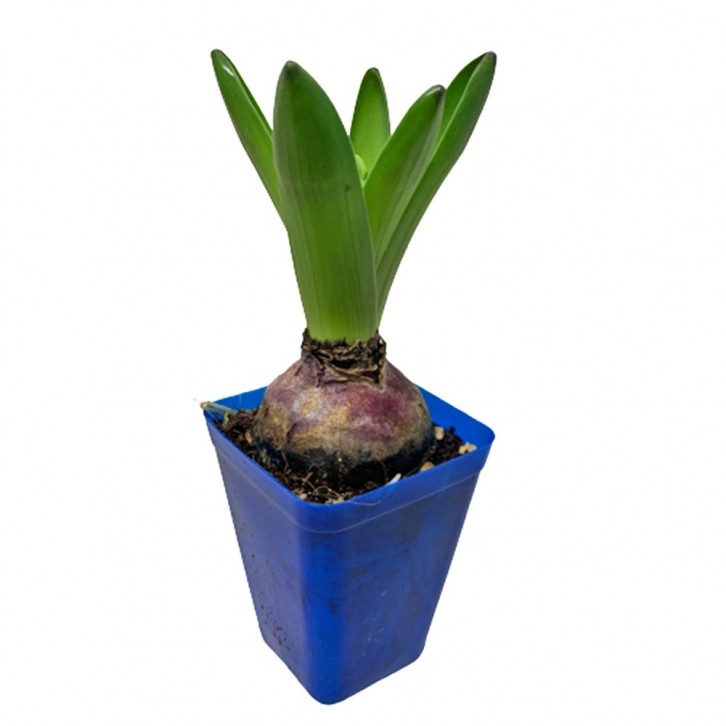 Mini Hyacinthus 风信子花