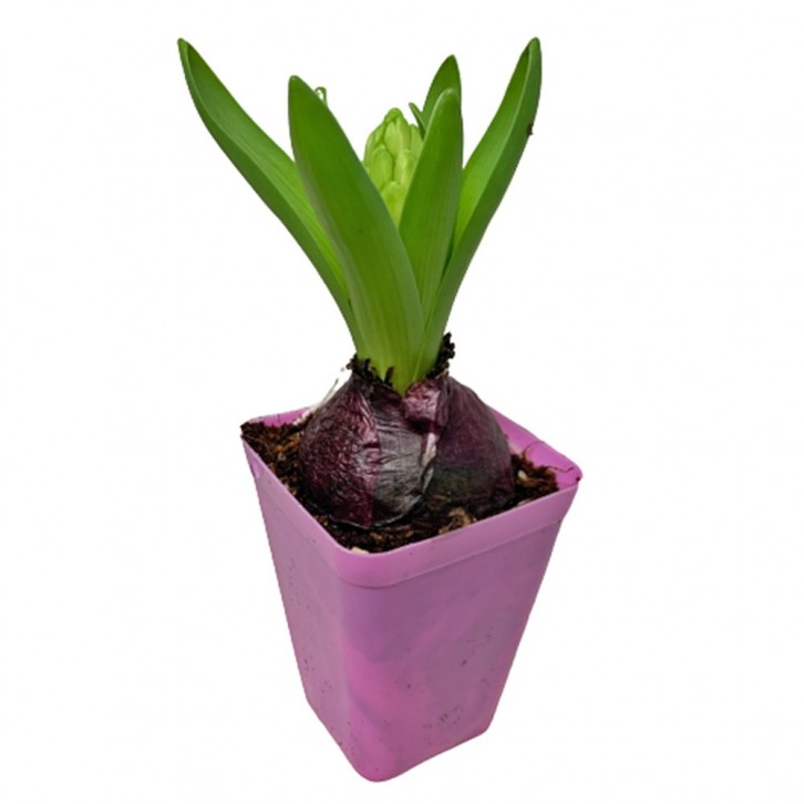 Mini Hyacinthus 风信子花