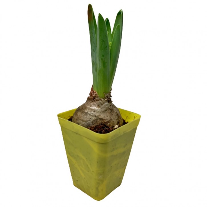 Mini Hyacinthus 风信子花