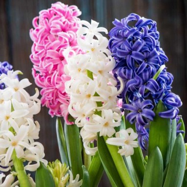 Mini Hyacinthus 风信子花