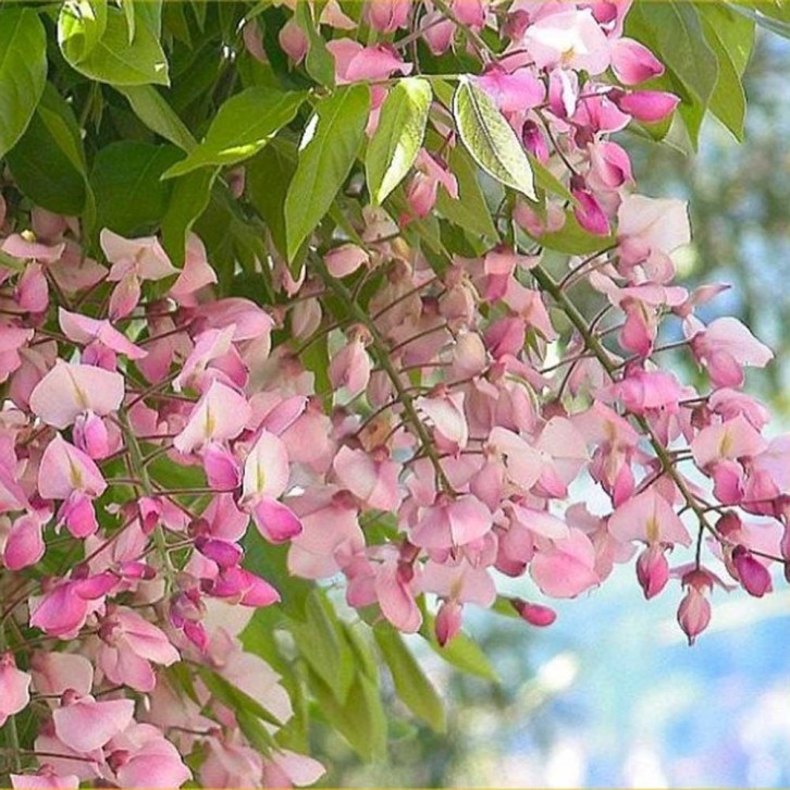 Wisteria Plant 紫藤 (JAPAN)