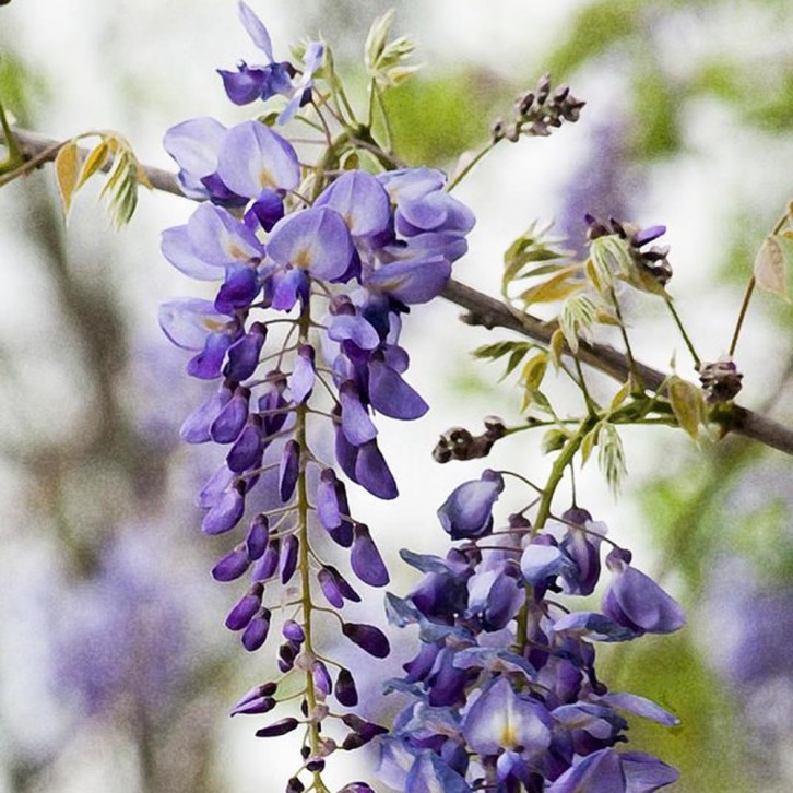 Wisteria Plant 紫藤 (JAPAN)