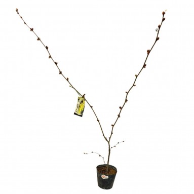 Corylopsis Sinensis 金缕梅 (JAPAN)