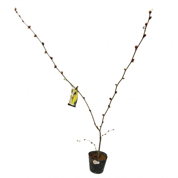 Corylopsis Sinensis 金缕梅 (JAPAN)