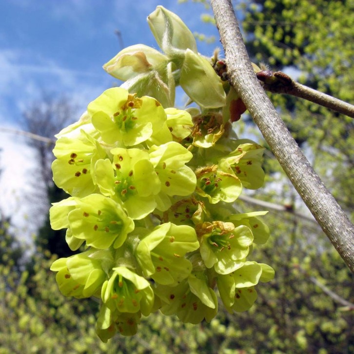 Corylopsis Sinensis 金缕梅 (JAPAN)