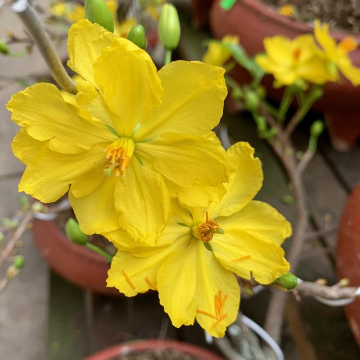 Apricot Blossoms Bonsai 滿地黃金 (Prunus armeniaca)