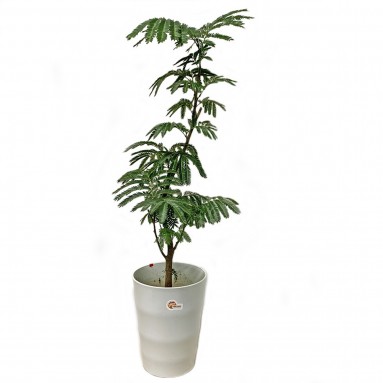 Curved Stem Everfresh Tree エバーフレッシュ (Pithecellobium Confertum) JAPAN