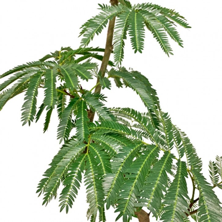 Curved Stem Everfresh Tree エバーフレッシュ (Pithecellobium Confertum) JAPAN