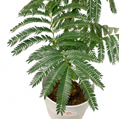 Curved Stem Everfresh Tree エバーフレッシュ (Pithecellobium Confertum) JAPAN