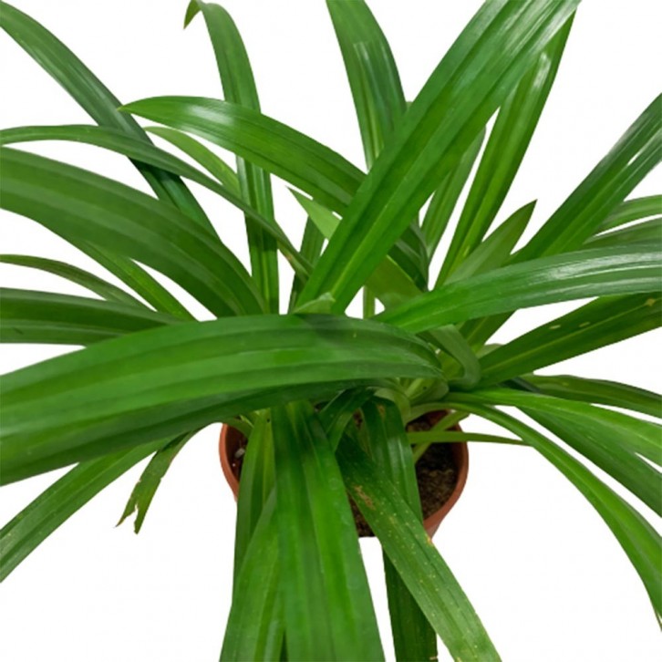 Pandan Leaves 香兰叶 (Pandanus Amaryllifolius)