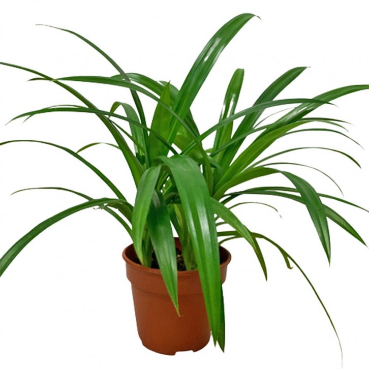 Pandan Leaves 香兰叶 (Pandanus Amaryllifolius)