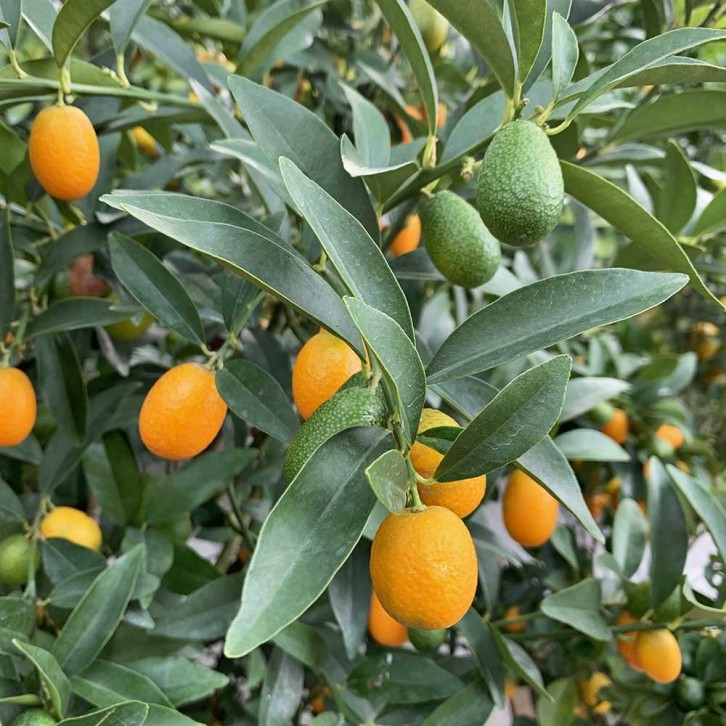 PREMIUM Oval Kumquat 金桔  in Decorative Pot
