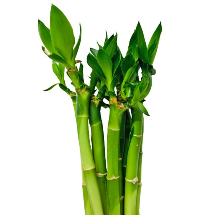 Lucky Bamboo 富貴竹 'STRAIGHT' (Dracaena Sanderiana)