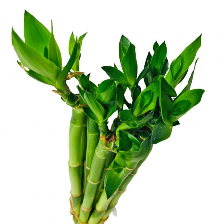 Lucky Bamboo 富貴竹 'STRAIGHT' (Dracaena Sanderiana)
