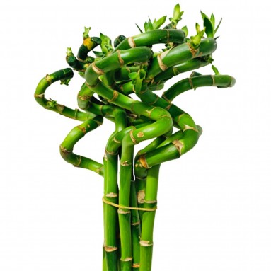 Lucky Bamboo 富貴竹 'CURLY' (Dracaena Sanderiana)