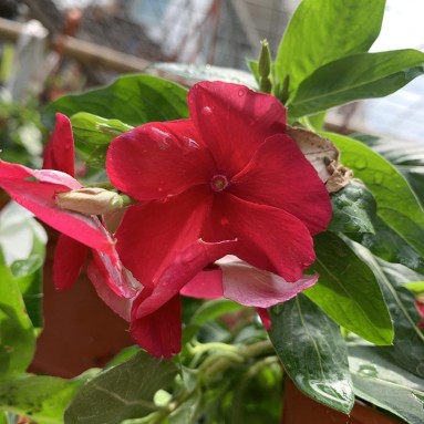 Petunia