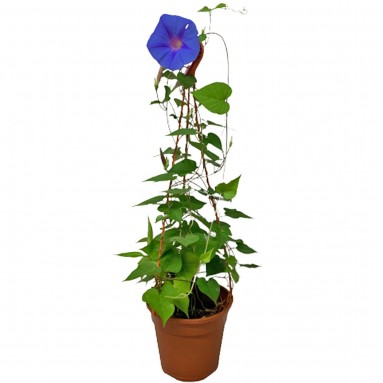 Morning Glory (Ipomoea Purpurea)