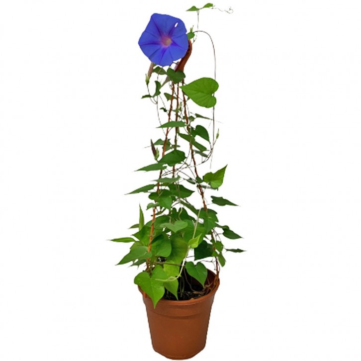 Morning Glory (Ipomoea Purpurea)
