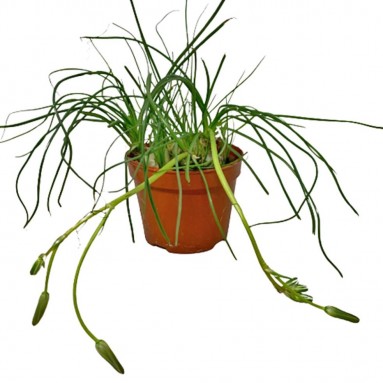 Albuca Polyphylla