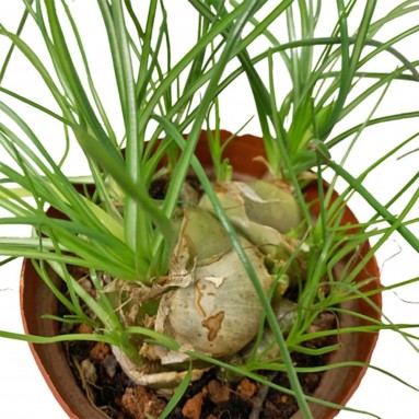 Albuca Polyphylla