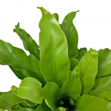 Asplenium Venus (Birdnest Fern)