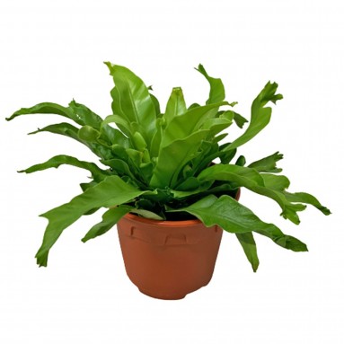 Asplenium Venus (Birdnest Fern)