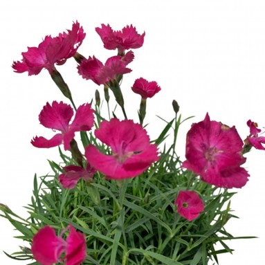 Dianthus