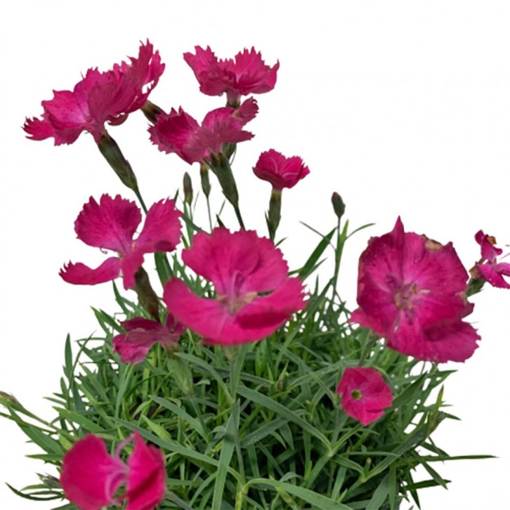 Dianthus