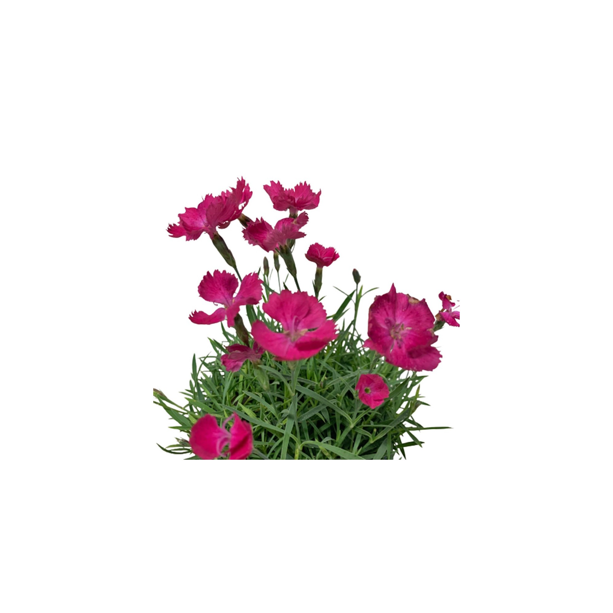 Dianthus